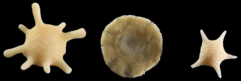 Foraminifera