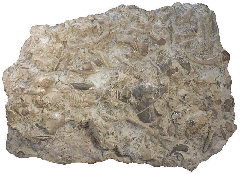 Ordovician fossils
