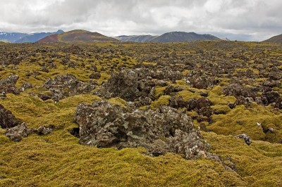 Mossy lava field