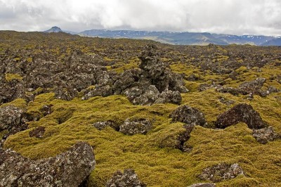 Mossy lava field