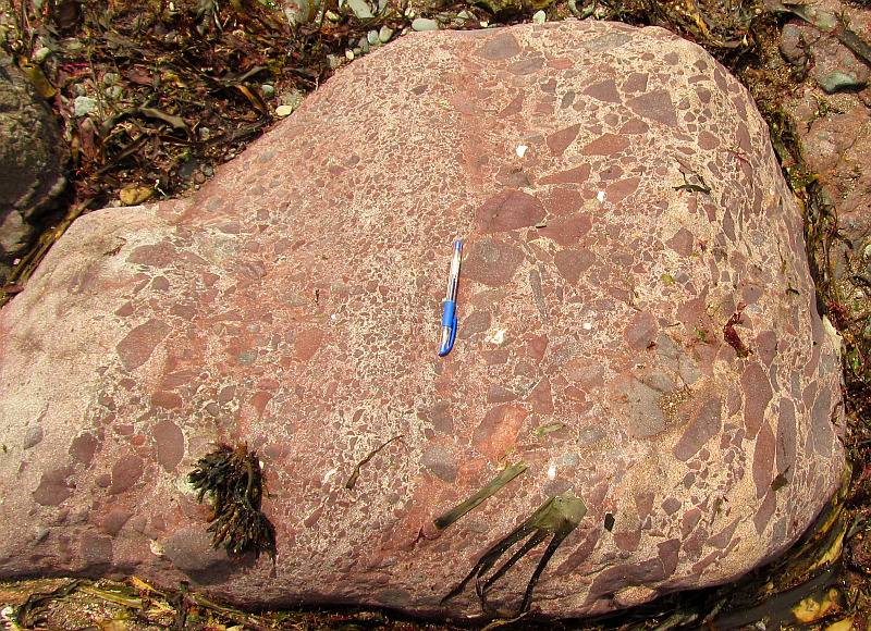 Conglomerate boulder. Portraine, Ireland.