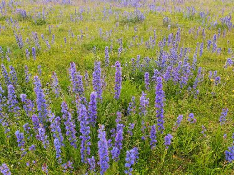 Blueweed (Echium vulgare)
