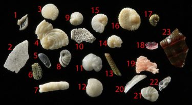 biogenic sand